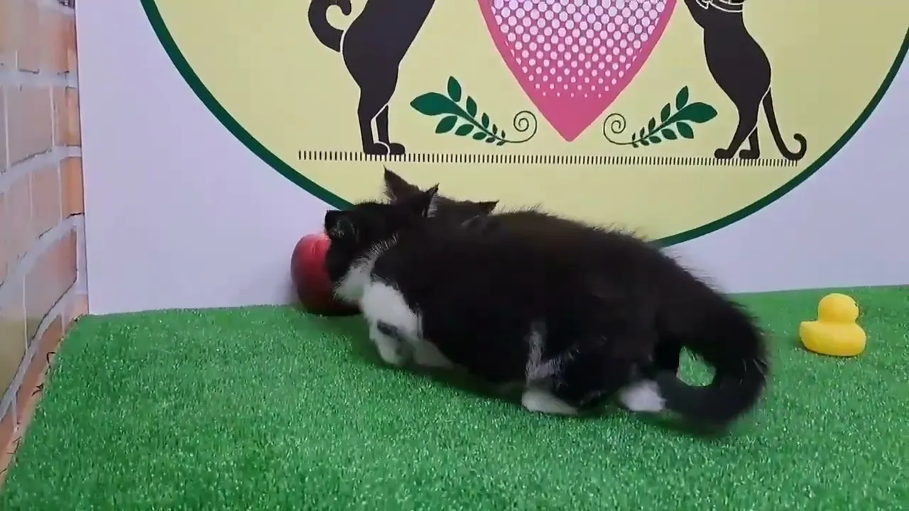 動画
