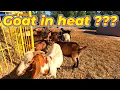 How to Tell When a Goat Is in Heat Simple Signs Explained