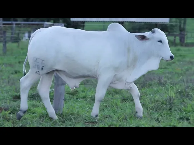 Garrote Nelore OCT - 286