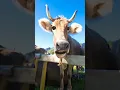 Download Lagu hamba hamba cow comedy #trending#shorts 🤣🤣🤣