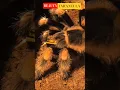Download Lagu 💯😲💯BEAUTIFUL *ILLER💯😲💯 #tarantula #nature #youtubeshorts #shorts