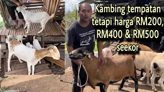 Download Tak terjejas harga kambing murah kerana sebab ini... MP3