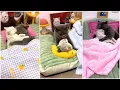 The Cutest Most Romantic Cat Couple Ever This Is Love