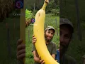 Lagu Giant banana in the world.#fruits #farmer #nature #farm #plant #farming