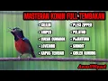 Download Lagu KOLIBRI NINJA GACOR ROLL TEMBAKAN MEWAH BIKIN KONIN ANDA JADI JUARA