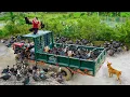 Download Lagu Buy Many Geese From Farmer Woman Goes To Countryside Market Sold Out in 60minutes | Daily Farm