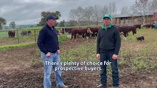 James Pearce Yavenvale Herefords on Sale Prep This Year s Draft AuctionsPlus