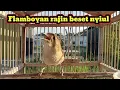 Download Lagu Burung plamboyan gacor BESET NYIUL