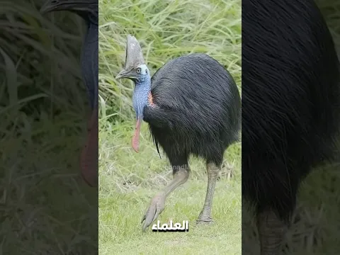 ๐ฅ ุฃุบุฑุจ 5 ุญููุงูุงุช ูุจุงุชูุฉ ุจุชูุฏุฑ ุชูุชู ุฃุณุฏ ูู ุซุงููุฉ..๐ฑ๐ฆ