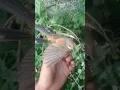 Download Lagu burung kipasan sang pemilik ekor kipas#shorts#bird#burung