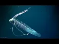 Download Lagu Facts: The Giant Oarfish