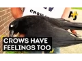 Crows Hold Funerals And Remember Enemies