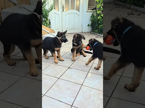 🤪Active games of small, funny German Shepherd puppies. Odessa, Ukraine.