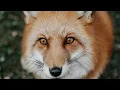 Fox Den Cam SaveAFox