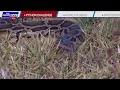 Florida hosting Python Challenge to remove Burmese pythons