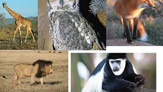 WILD ANIMALS NAMES AND SOUNDS FOR KIDS BINEENSOTA ALAA MAQAA FI SAGALEE WOLIIN 