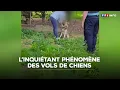 Download Lagu ENQUÊTE - L'inquiétant phénomène des vols de chiens｜TF1 INFO
