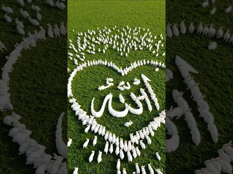 Rabbits form the name of Allah (artificial intelligence video) #shortvideo #beautiful #viral