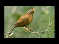 Download Lagu Suara pikat burung wambi 100% ampuh 2024