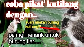 suara anakan kutilang bisa di coba tuk pikat jahid channel