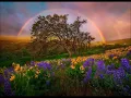 Finding Beauty