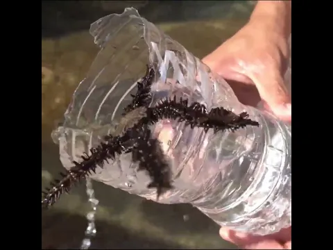 ¿Conoces esta estrella de mar alienigena? #shorts  #viral  #tendencia  #shortsvideo  #foryou