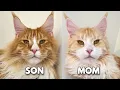 Midas Returns Home to See His Family Again