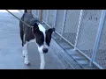 SADIE S FREEDOM