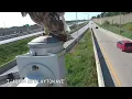 Hawk lands in front of camera and eats rat it just caught graphic