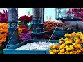 🔴LIVE Peaceful Fall Cottage Bird Feeder: Song Birds, Cardinals, Nature Sounds, Sleep, Cat TV