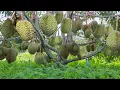 How to Grow Durian Tree After Grafted - Durian Tree Cultivation Technique to Fast Harvest