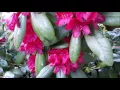 GbD Tip :Rhododendron pruning