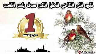 تغريد أنثى التفاحي لتحفيز الذكور سوف يكسر القفص 