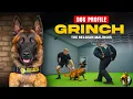 Grinch The Belgian Malinois - Family Protection Dog
