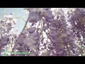 GOOD MORNING MUSIC 💖 528 HZ Boost Positive Energy | Peaceful Morning Meditation Music For Waking Up