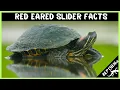 Red Eared Slider Facts 17 Fascinating Facts About Red Eared Sliders You Didn t Know