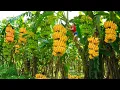 Harvesting Lots Of Big Bunch of Bananas Use a Horse-drawn Carriage To Transport Banana Go To Sell