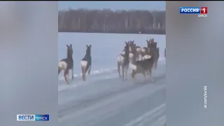 В Омске нашествие косуль осложняет движение на трассах
