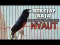 Lagu PANCINGAN MURAI BATU biar Emosi lawan jadi NYAUT BUNYI BONGKAR MATERI ISIAN