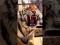Lagu When the Tiger Roars, Everyone Listens! | Epic Tiger Sound