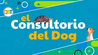 Veterinaria - 12 octubre 2026