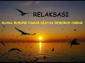 Download Lagu Suara Burung Camar Diatas Gemuruh Ombak - Relaxing