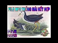 Download Lagu Tiếng Chim Quốc Trống Mái Kết Hợp. #Kimmaosuvuong #tiengchimquoc