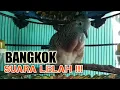 Download Lagu Perkutut Bangkok Suara Lelah Ujung Ndlosor Bagus Buat Pancingan Semua Jenis Perkutut