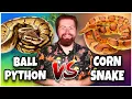 Ball Python vs Corn Snake Which is BETTER