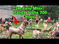 KAMBING PEJANTAN TB 1 METER HARGA SUPER MURAH 