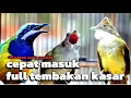 Download Lagu cucak jenggot kapas tembak cucak cungkok MASTERAN FULL TEMBAKAN KASAR CEPAT MASUK