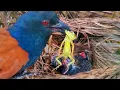 Download Lagu LIHATLAH ANAK BURUNG INI MAKIN HARI MAKIN RAKUS