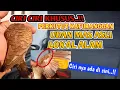 Download Lagu Ciri khusus perkutut udan mas asli lokal alam