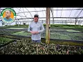 How Aquarium Plants Are Grown in the USA